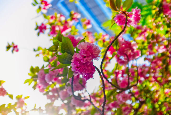 Cherry Blossom
